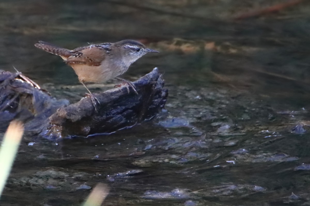 Marsh Wren - ML638895062
