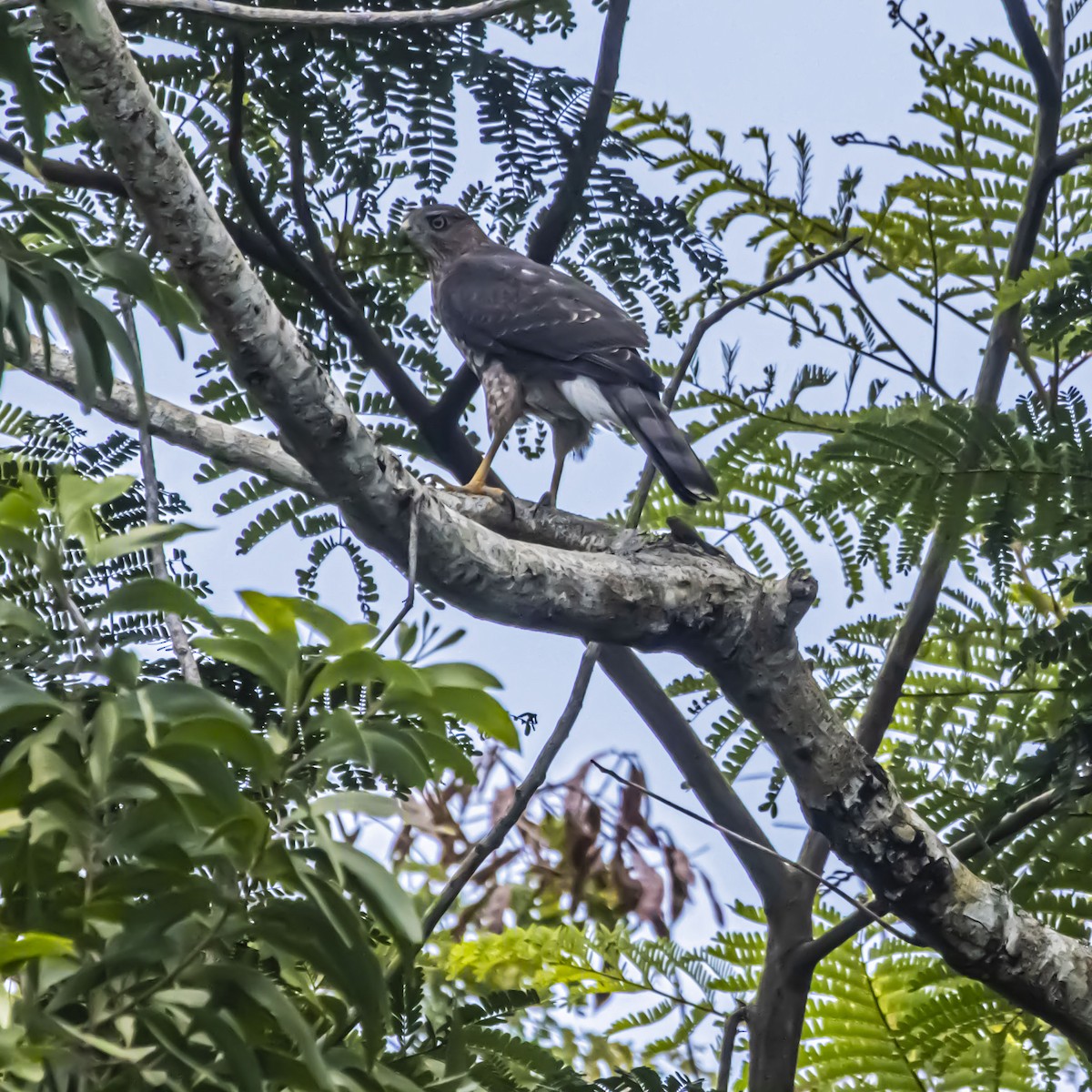 Gundlach's Hawk - ML638895117