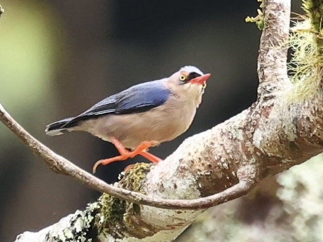 Velvet-fronted Nuthatch - ML638895120