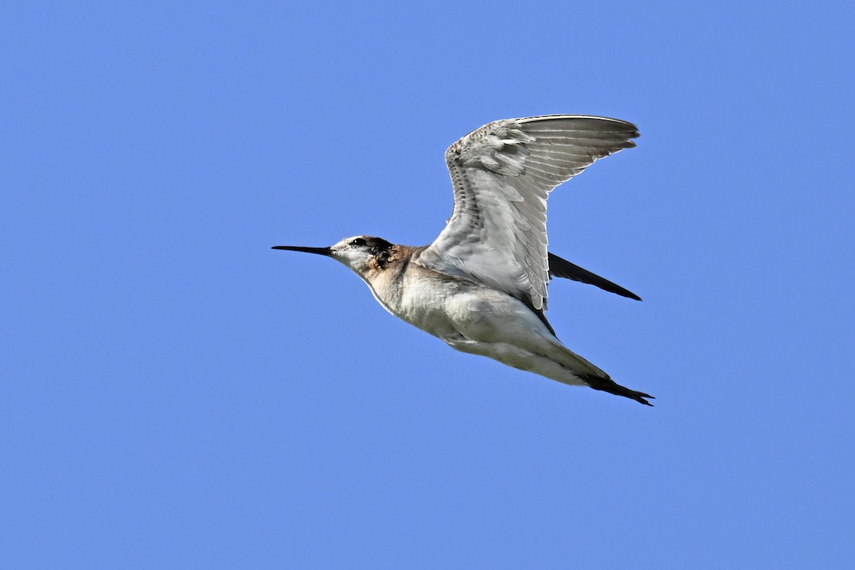Wilson's Phalarope - ML638895138