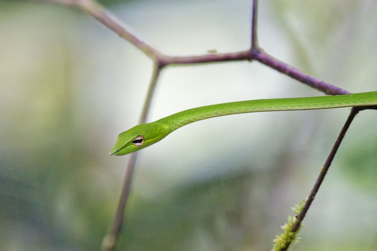Long-nosed Whipsnake - ML638895166
