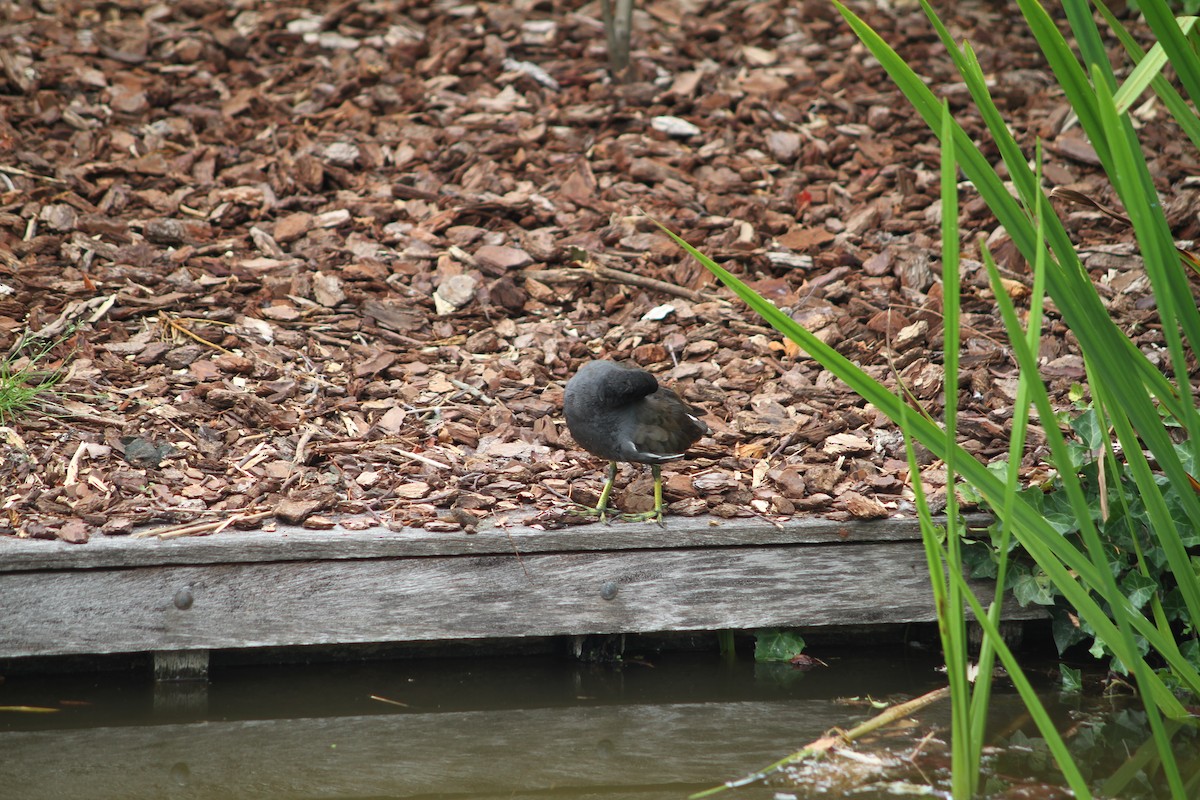 Eurasian Moorhen - ML638895168