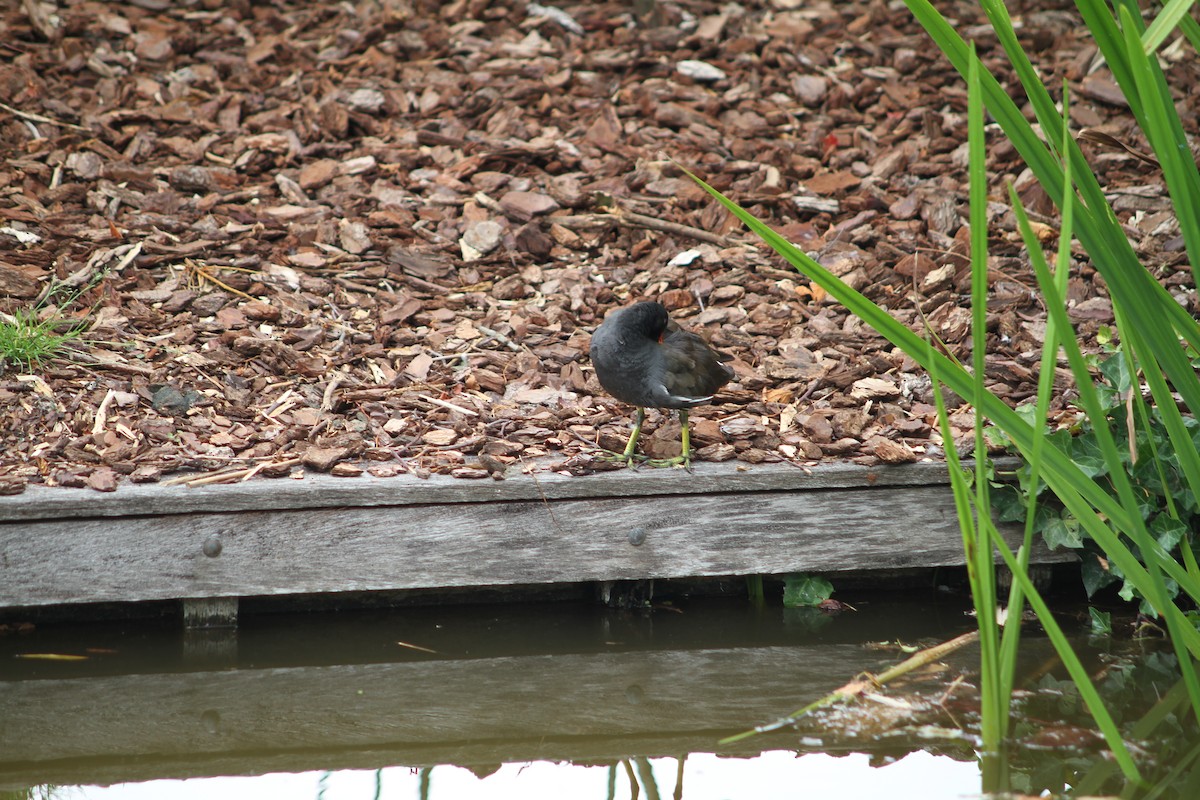Eurasian Moorhen - ML638895169