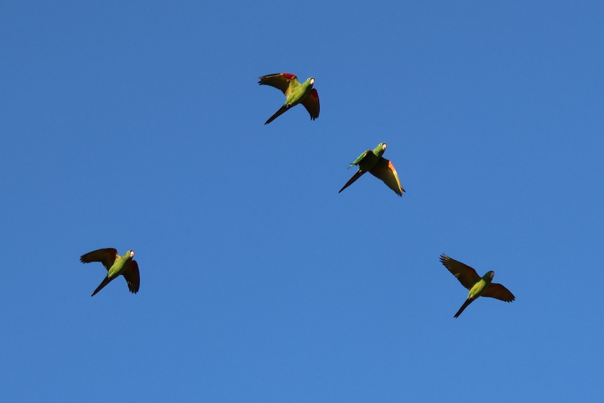 White-eyed Parakeet - ML638895247