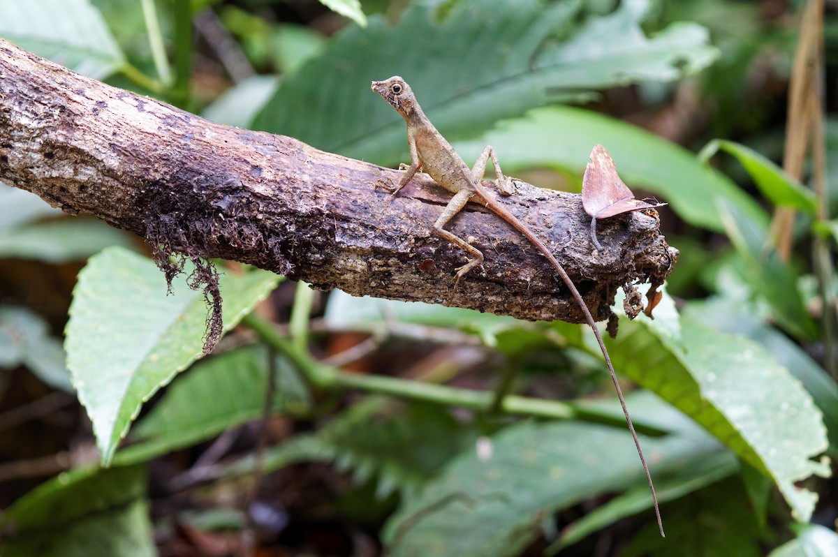 Sri Lanka Kangaroo Lizard - ML638895251