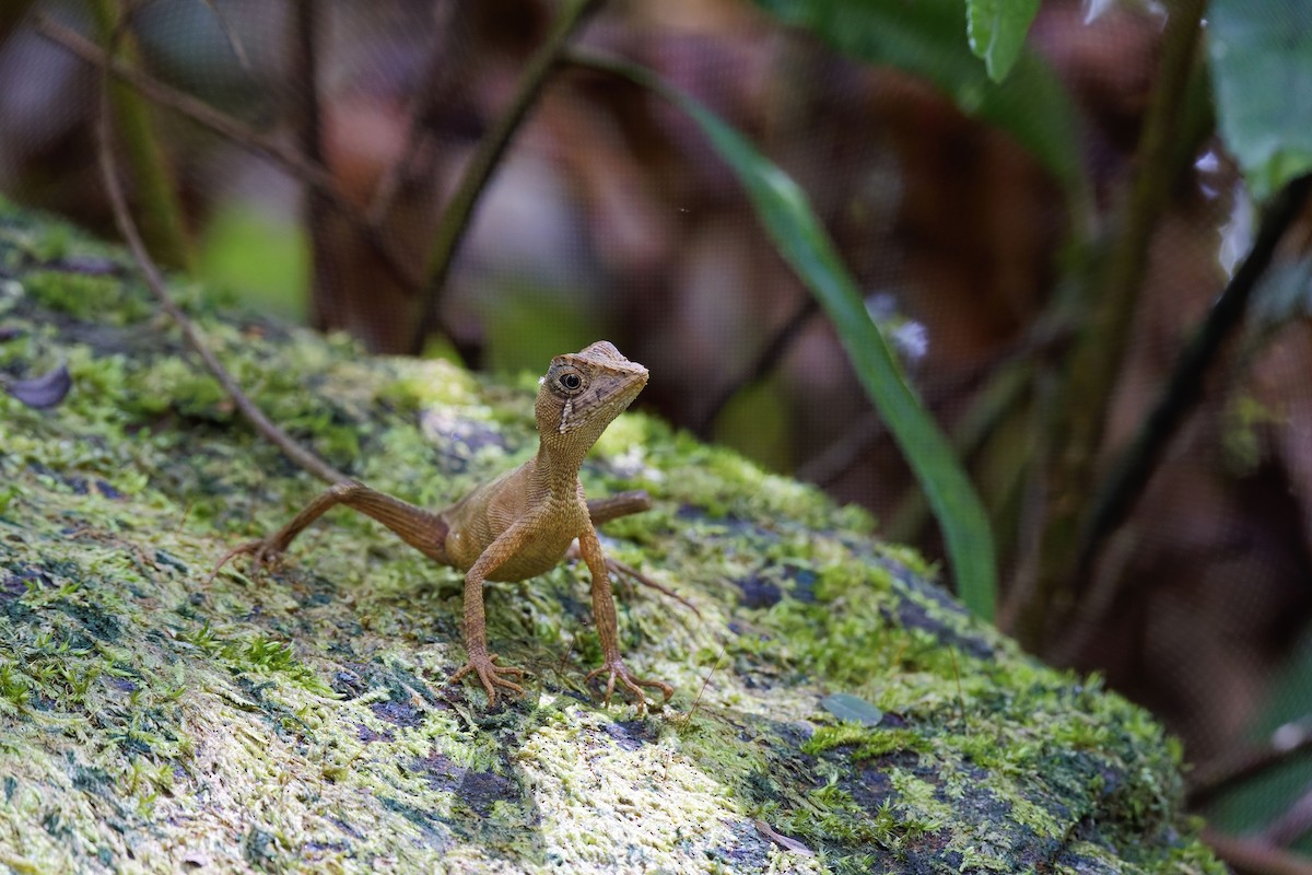 Sri Lanka Kangaroo Lizard - ML638895252
