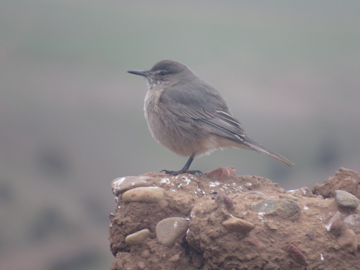 Black-billed Shrike-Tyrant - ML638895272