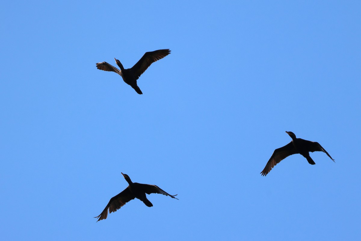 Neotropic Cormorant - ML638895290