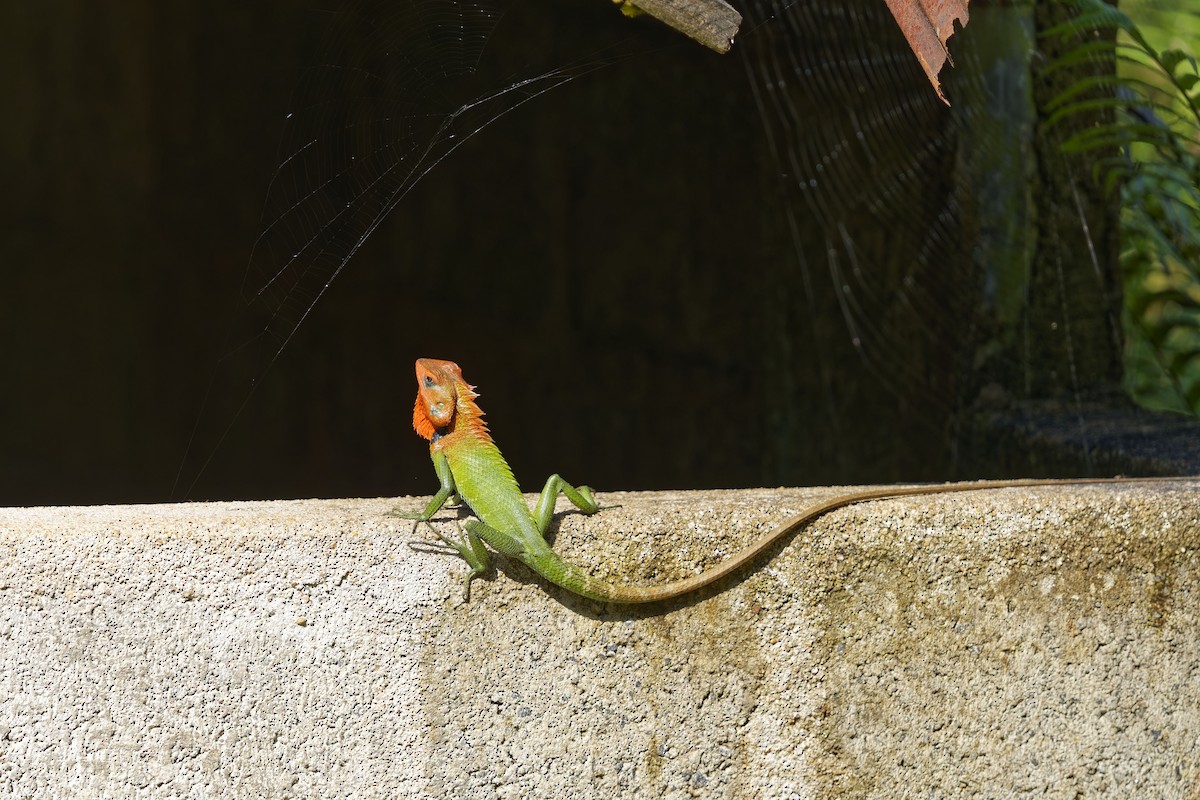 Common Green Forest Lizard - ML638895356