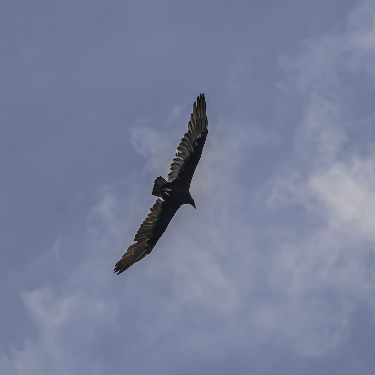 Turkey Vulture - ML638895376