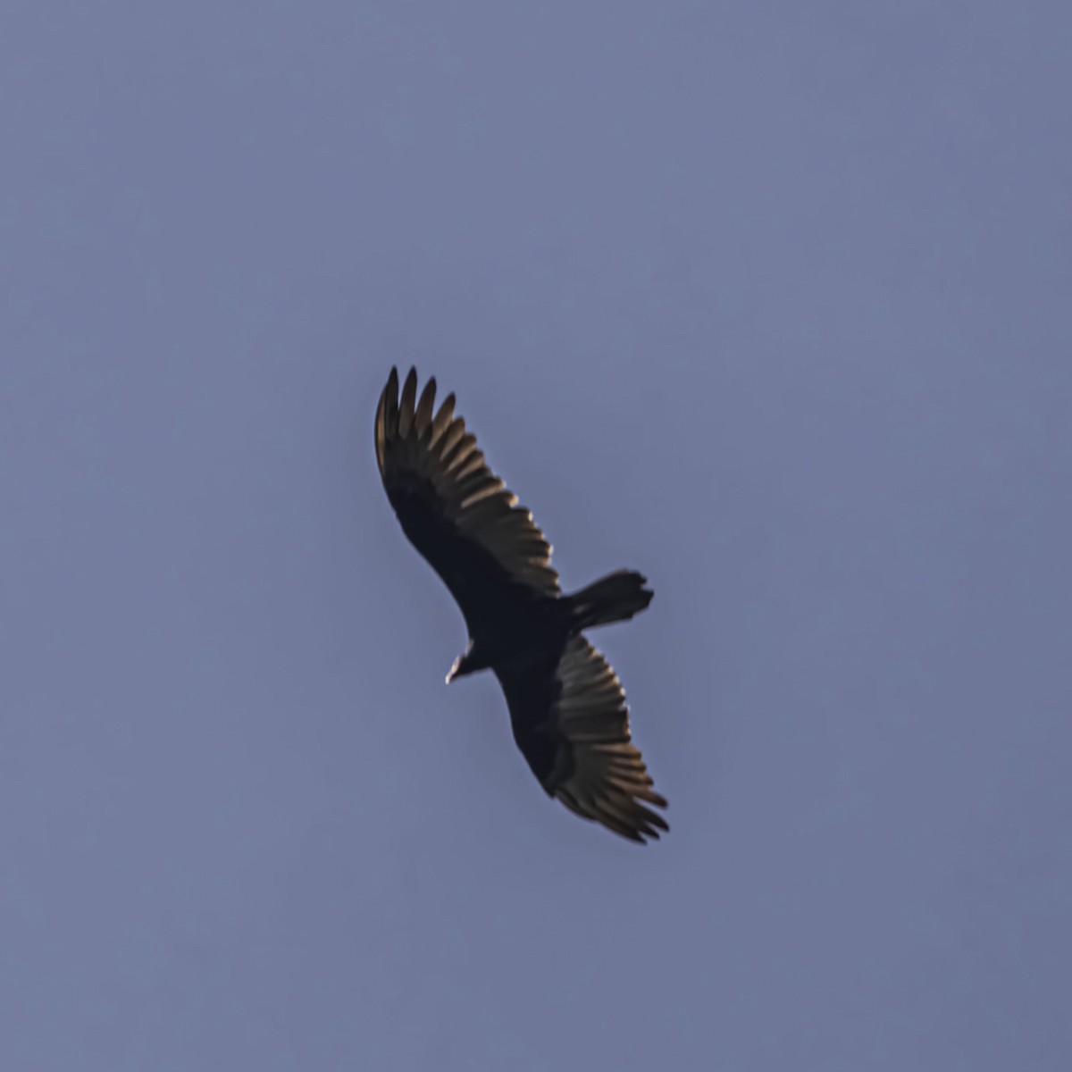 Turkey Vulture - ML638895391