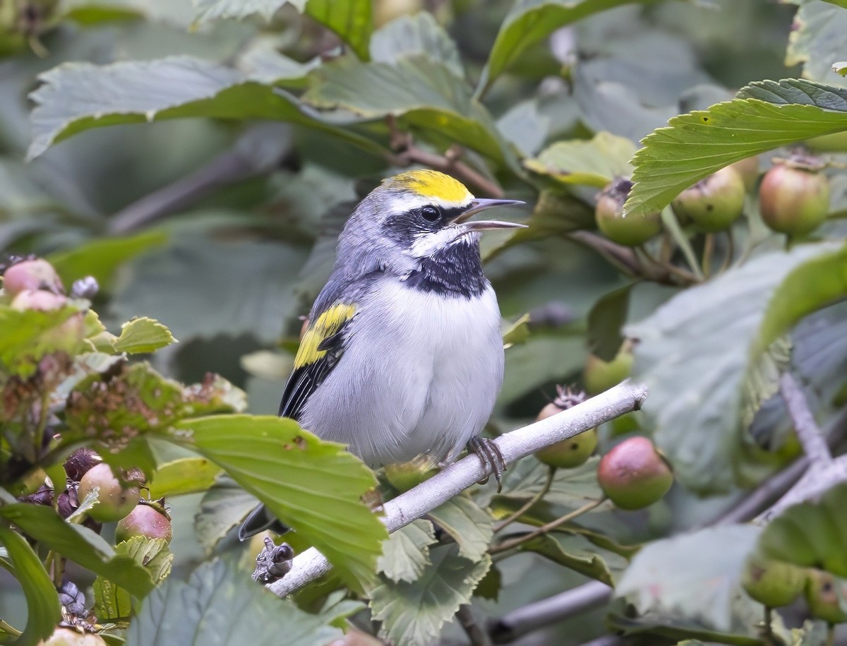 Golden-winged Warbler - ML638895403