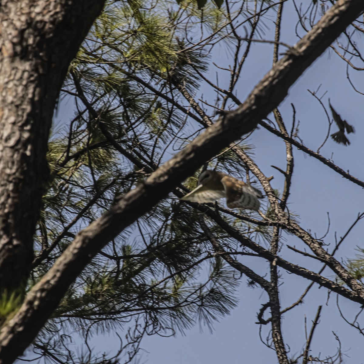 American Barn Owl - ML638895405