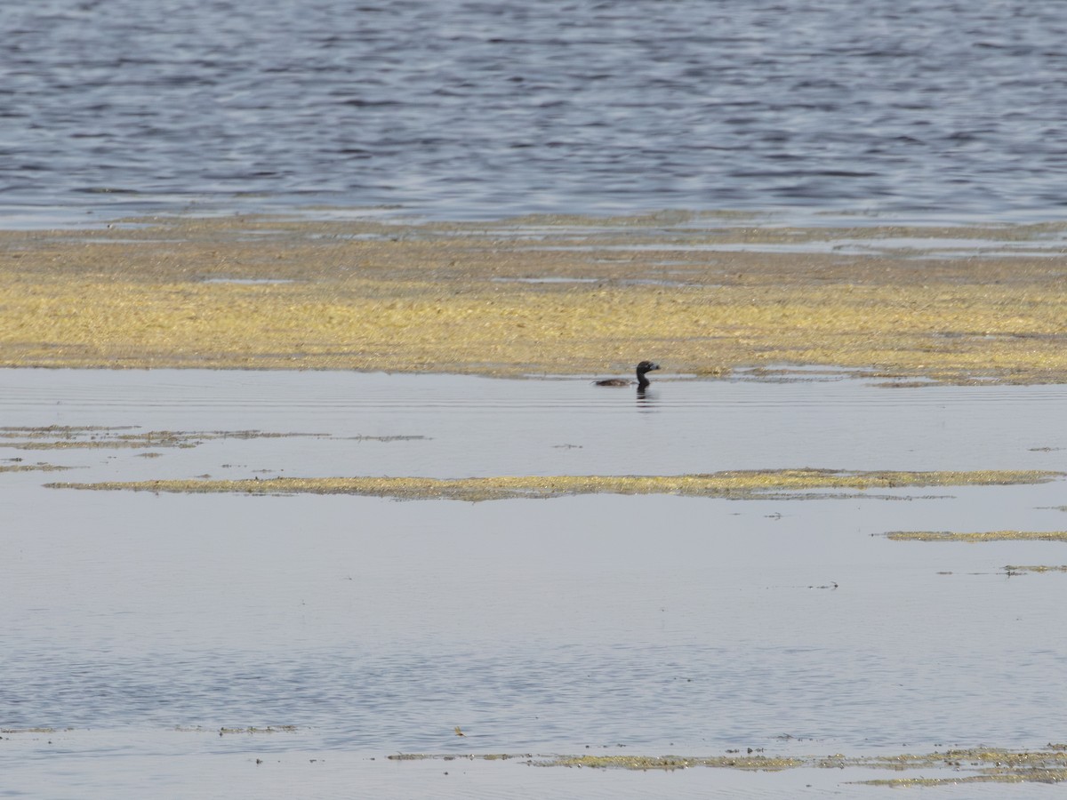 Pied-billed Grebe - ML638895411