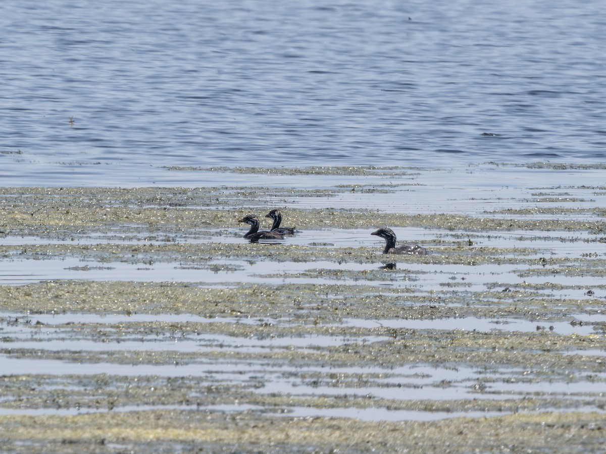 Pied-billed Grebe - ML638895436