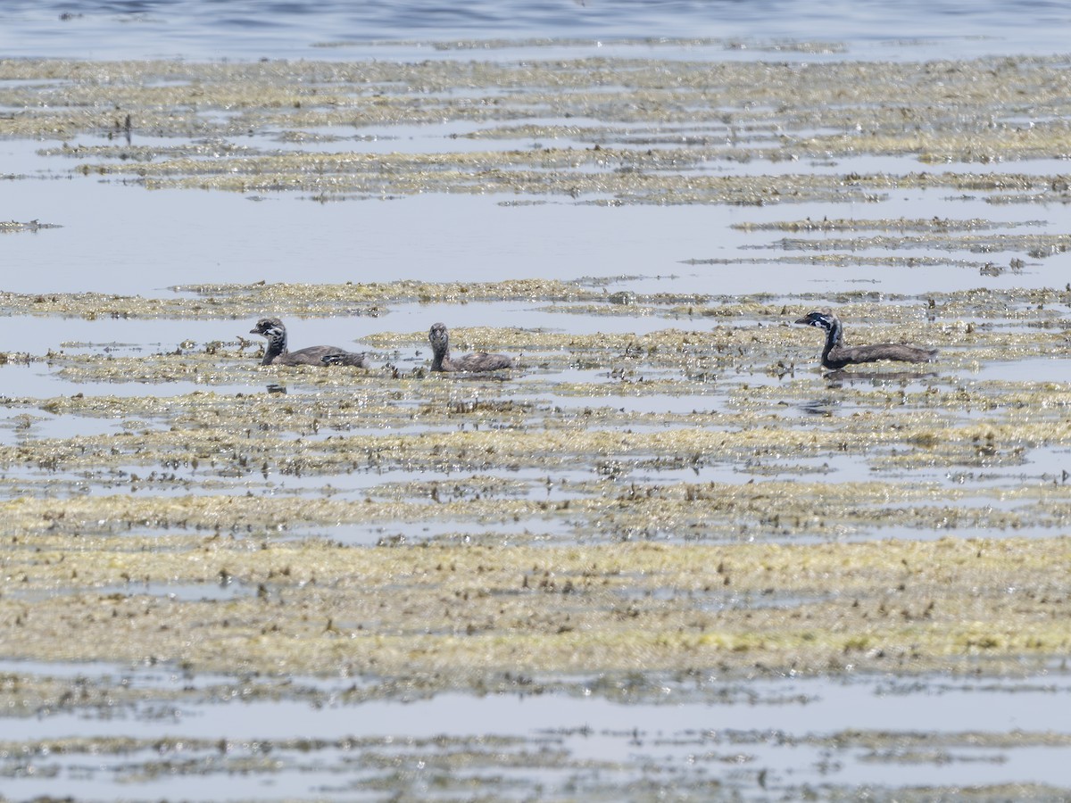 Pied-billed Grebe - ML638895440