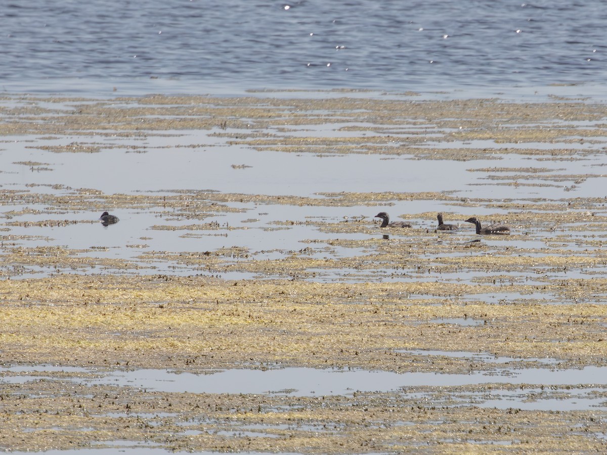 Pied-billed Grebe - ML638895441