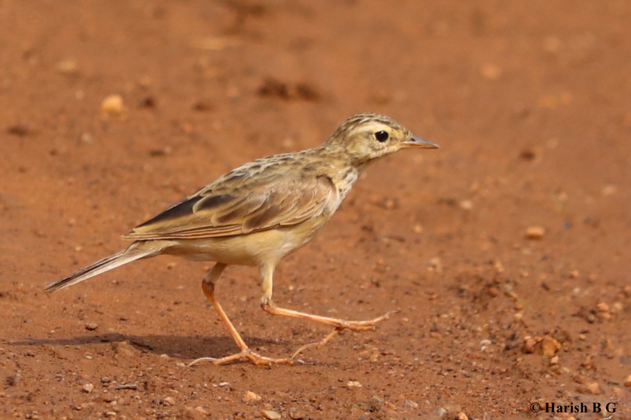Paddyfield Pipit - ML638895450