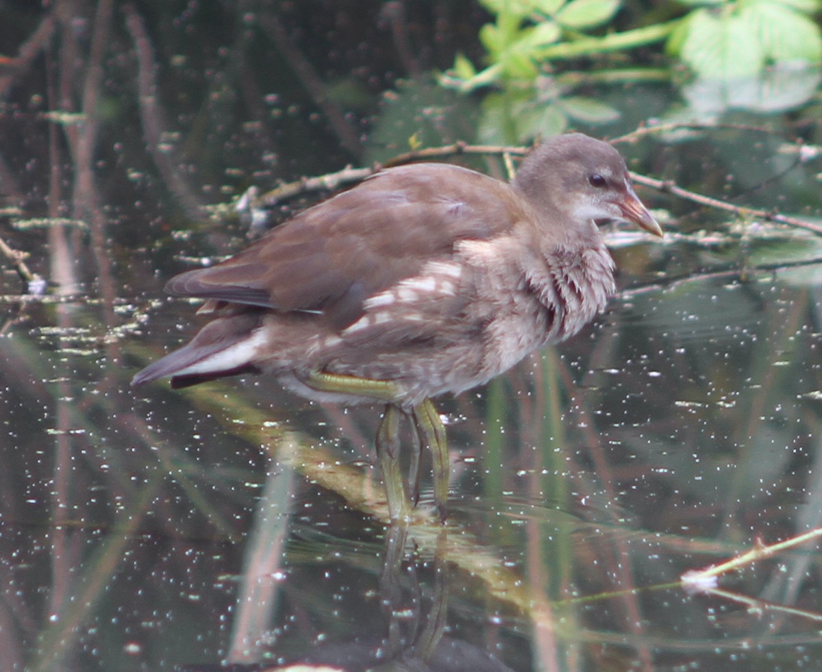 Eurasian Moorhen - ML638895451