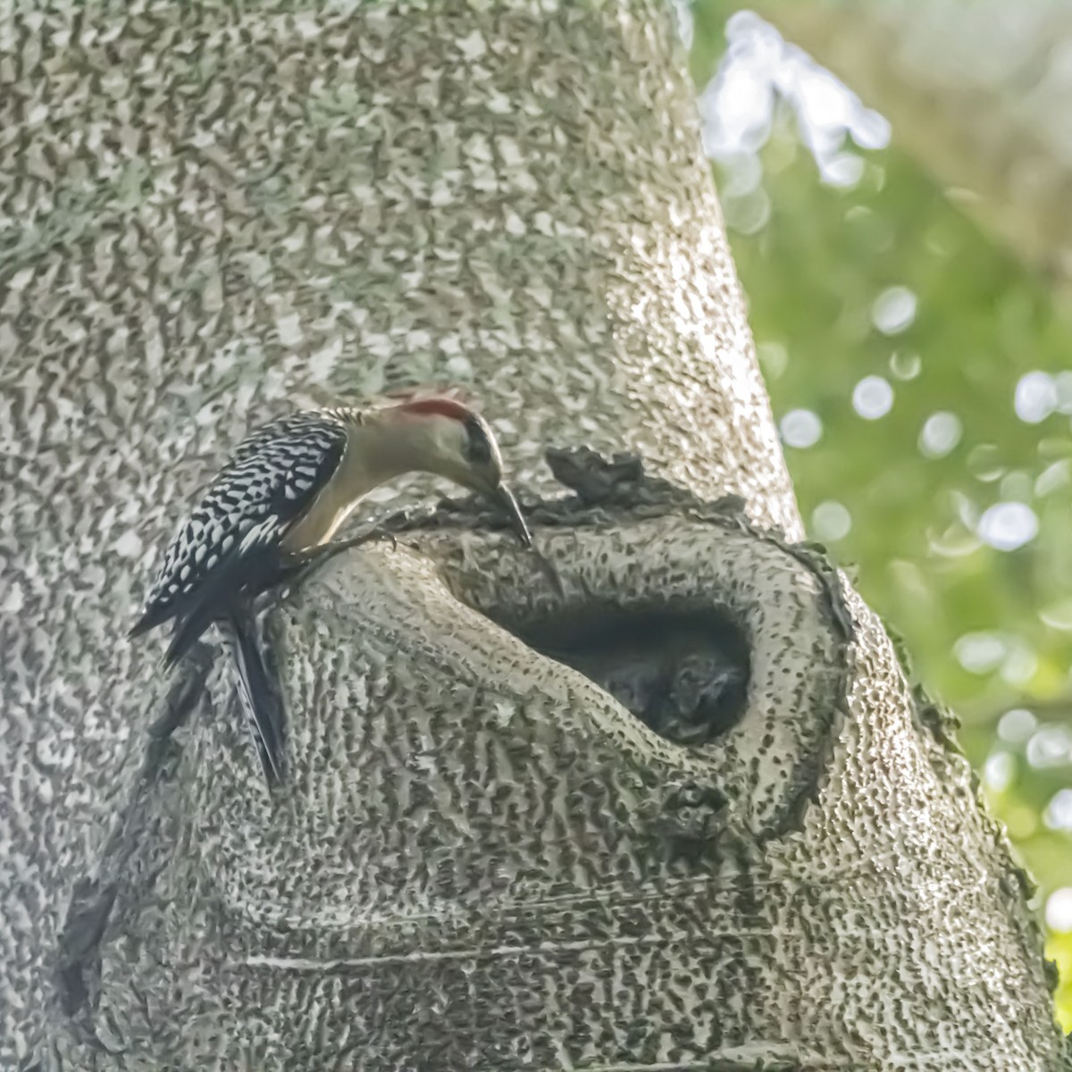 West Indian Woodpecker - ML638895475
