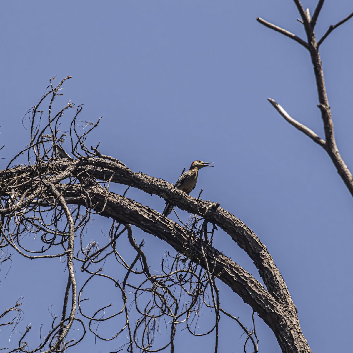 West Indian Woodpecker - ML638895483