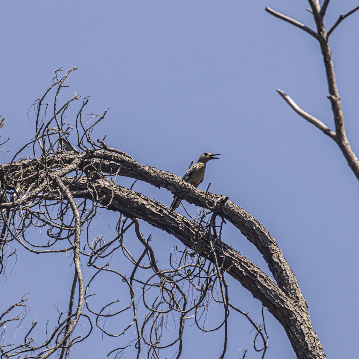 West Indian Woodpecker - ML638895486