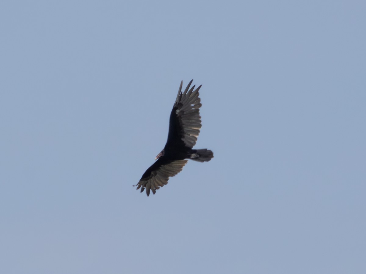 Turkey Vulture - ML638895500