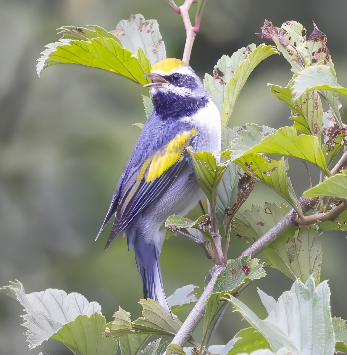 Golden-winged Warbler - ML638895539