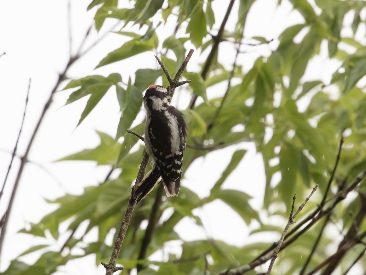 Downy Woodpecker - ML638895554