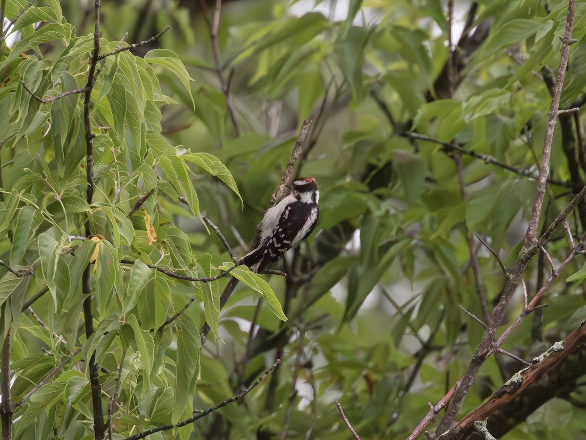 Downy Woodpecker - ML638895557