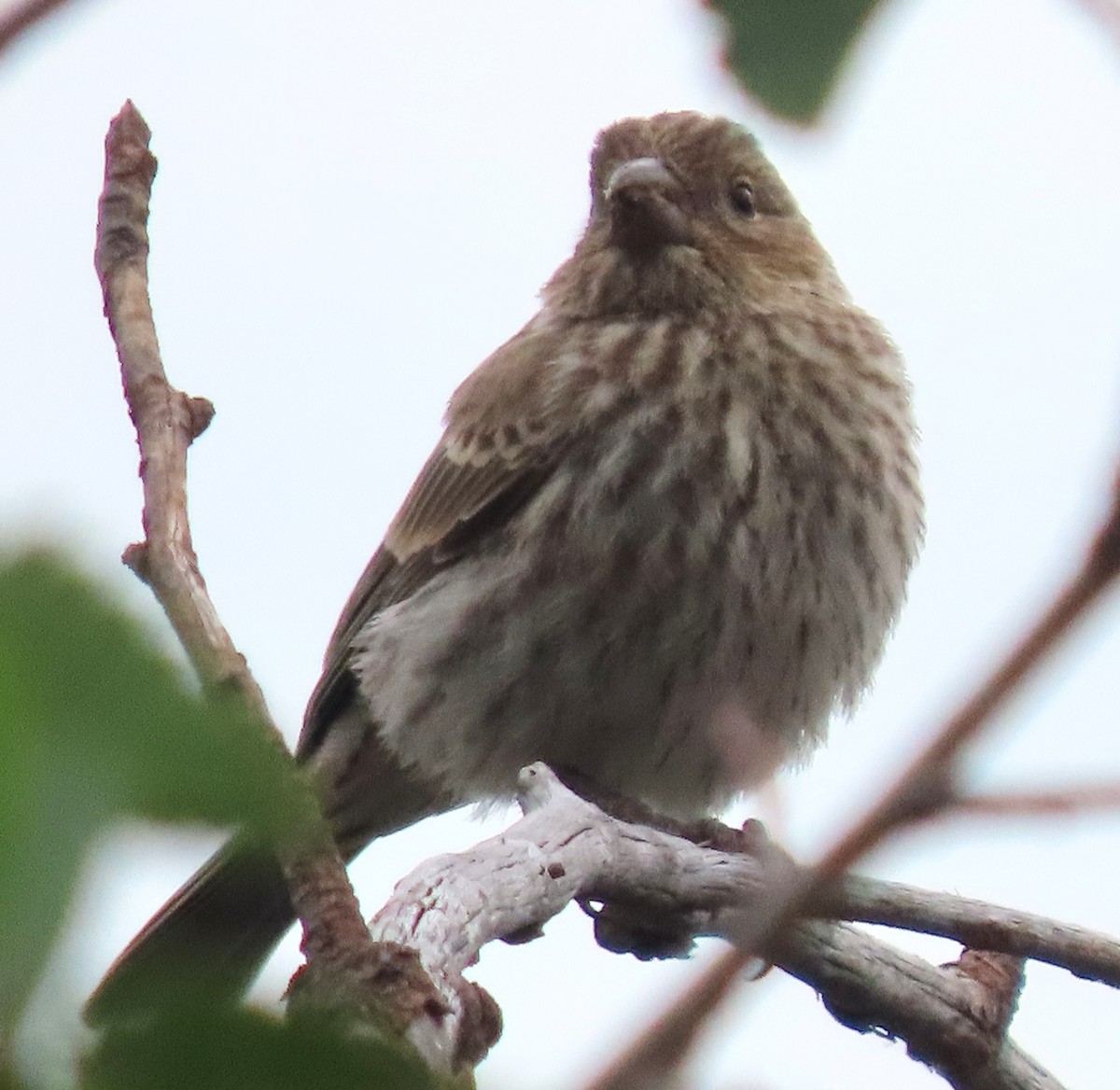 finch sp. - ML638895561