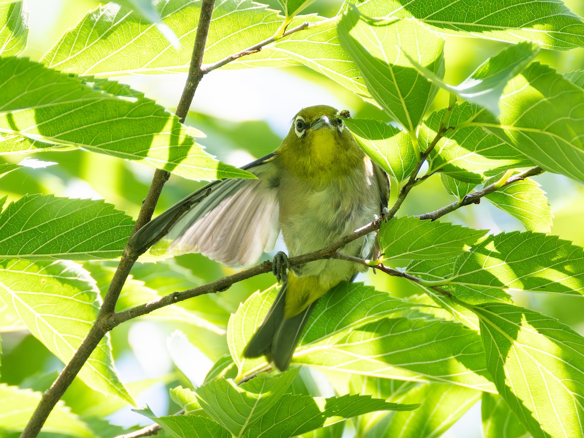 Warbling White-eye - ML638895564