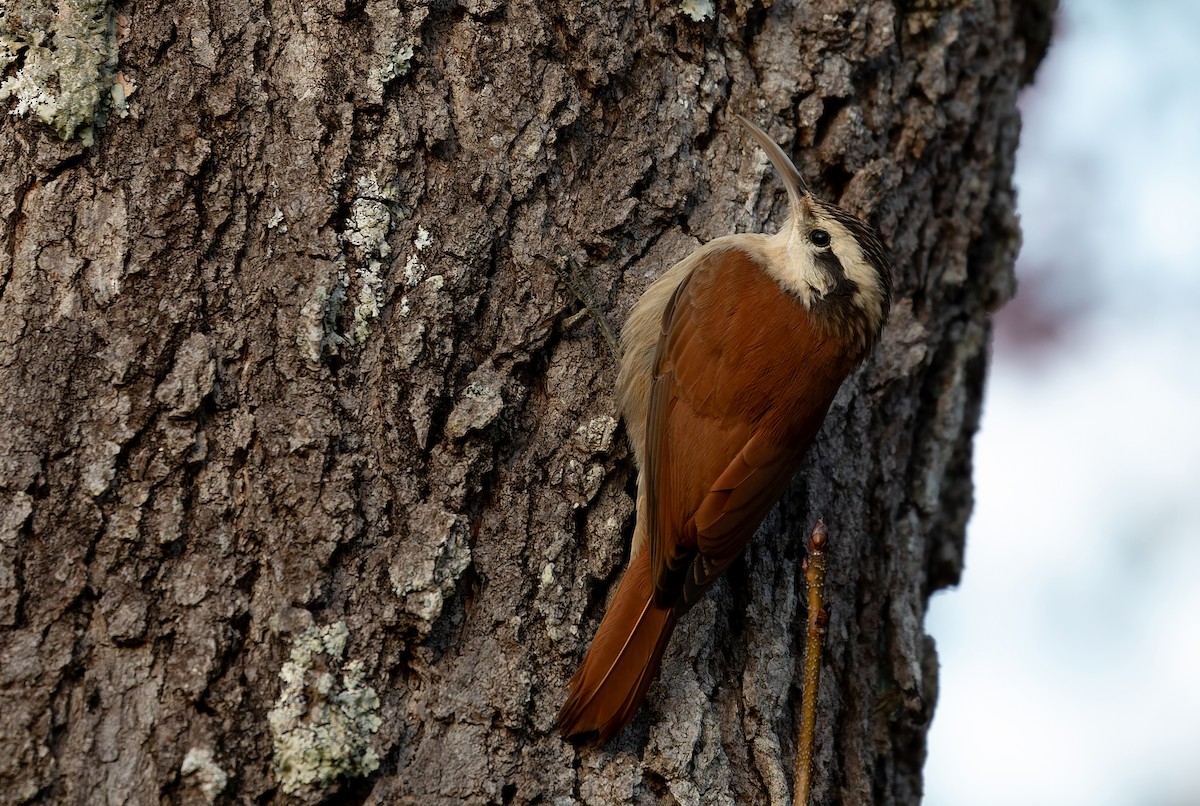 Narrow-billed Woodcreeper - ML638895566