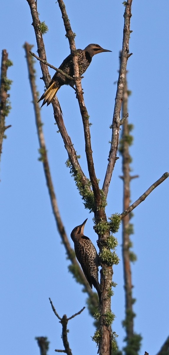 Northern Flicker - ML638895588