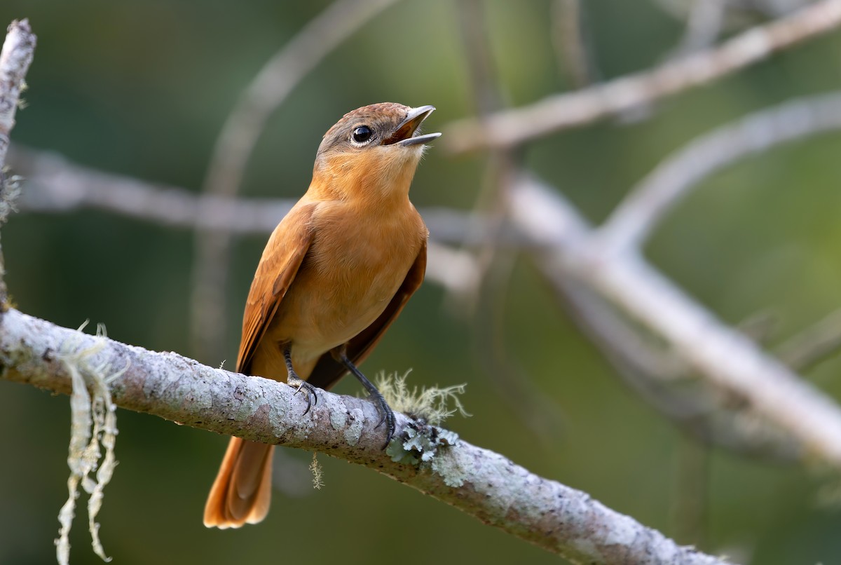 Chestnut-crowned Becard - ML638895589