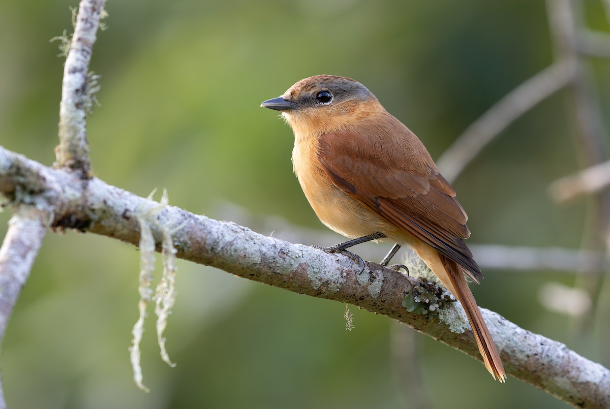 Chestnut-crowned Becard - ML638895590