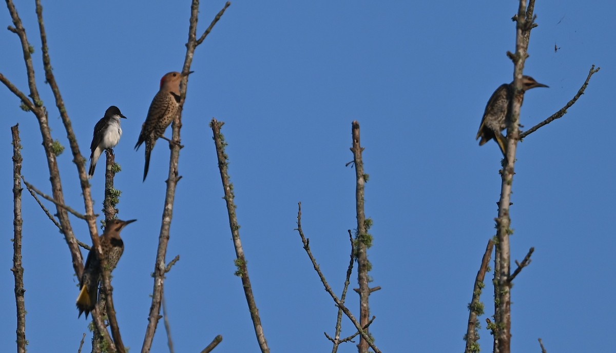 Northern Flicker - ML638895596