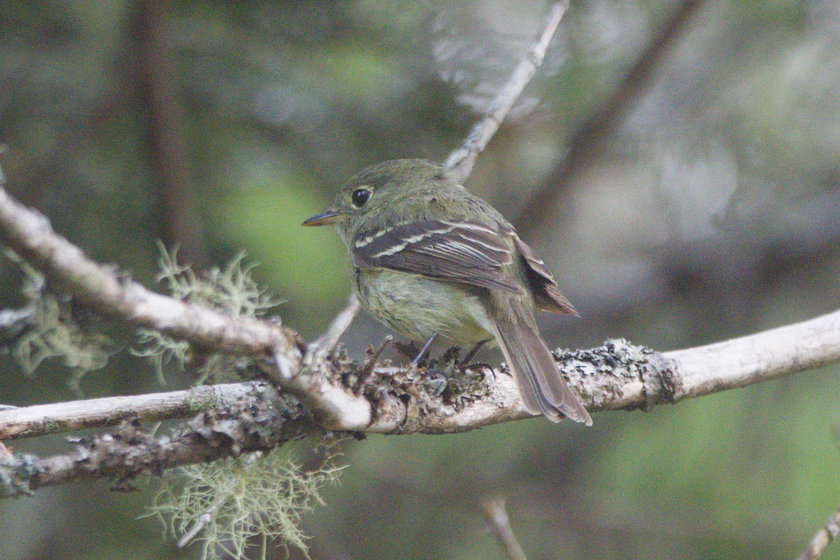 Yellow-bellied Flycatcher - ML638895597