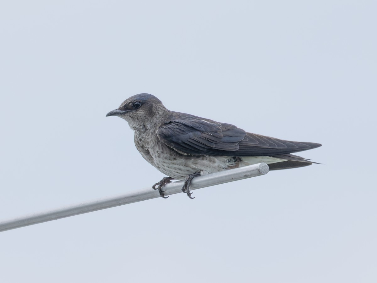 Hirondelle noire - ML638895606