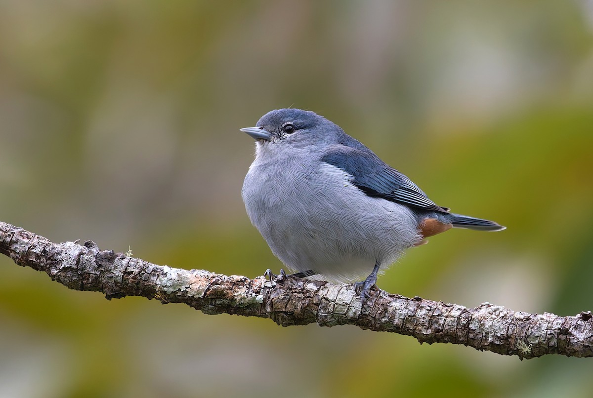 Chestnut-vented Conebill - ML638895613