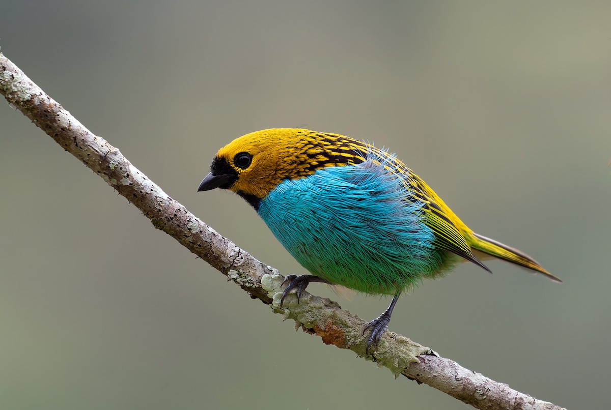 Gilt-edged Tanager - ML638895628