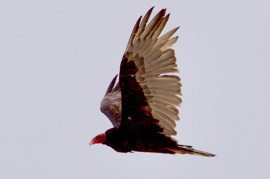 Turkey Vulture - ML638895636