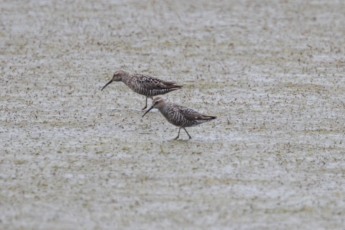 Stilt Sandpiper - ML638895643