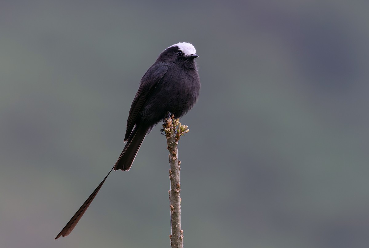 Long-tailed Tyrant - ML638895644