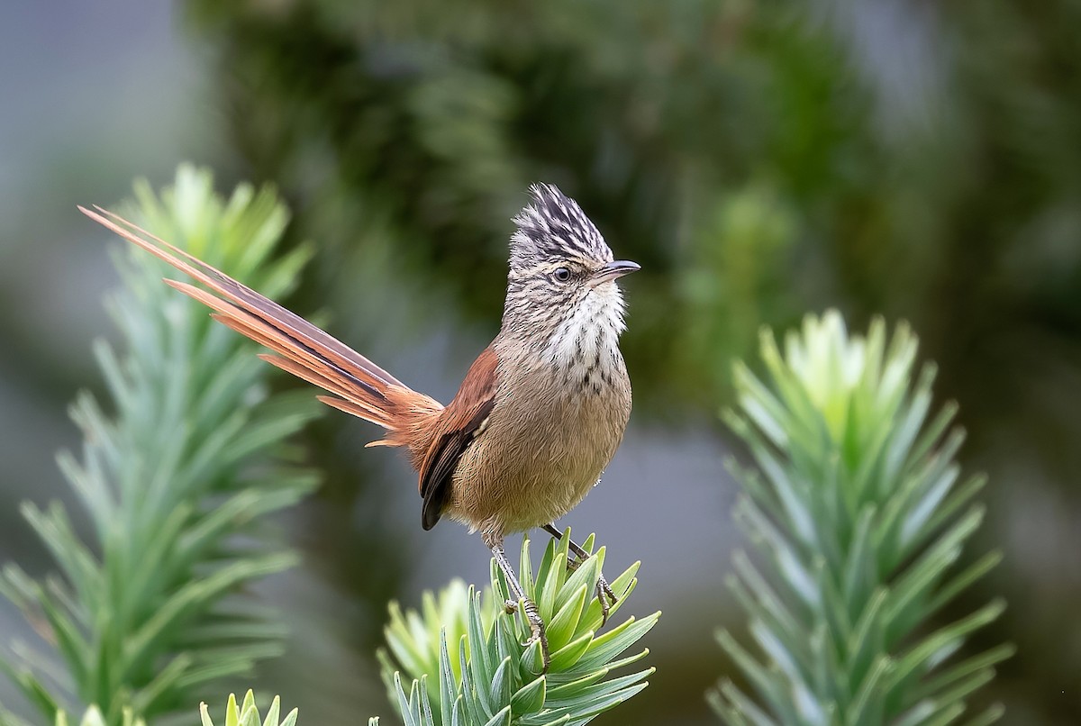 Araucaria Tit-Spinetail - ML638895663