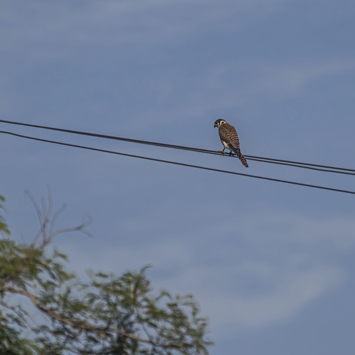 American Kestrel - ML638895664