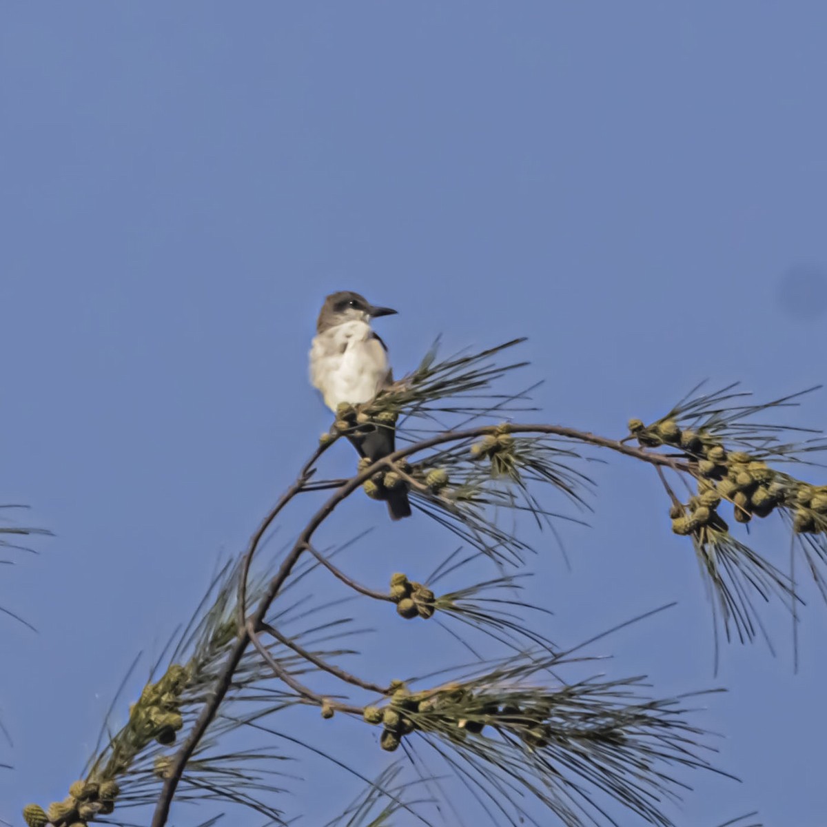 Gray Kingbird - ML638895670