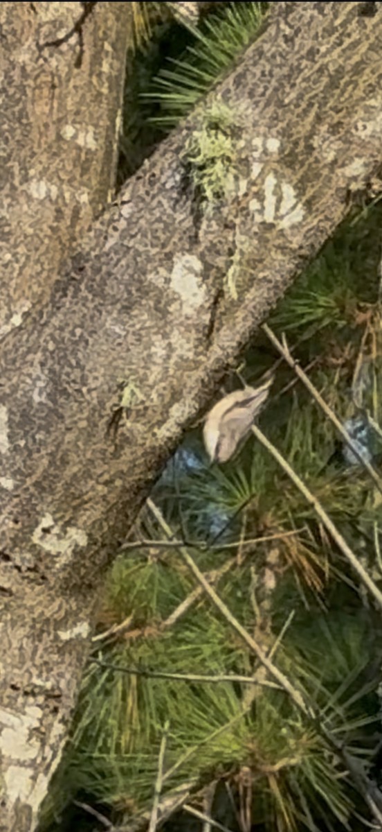 Brown-headed Nuthatch - ML638895675