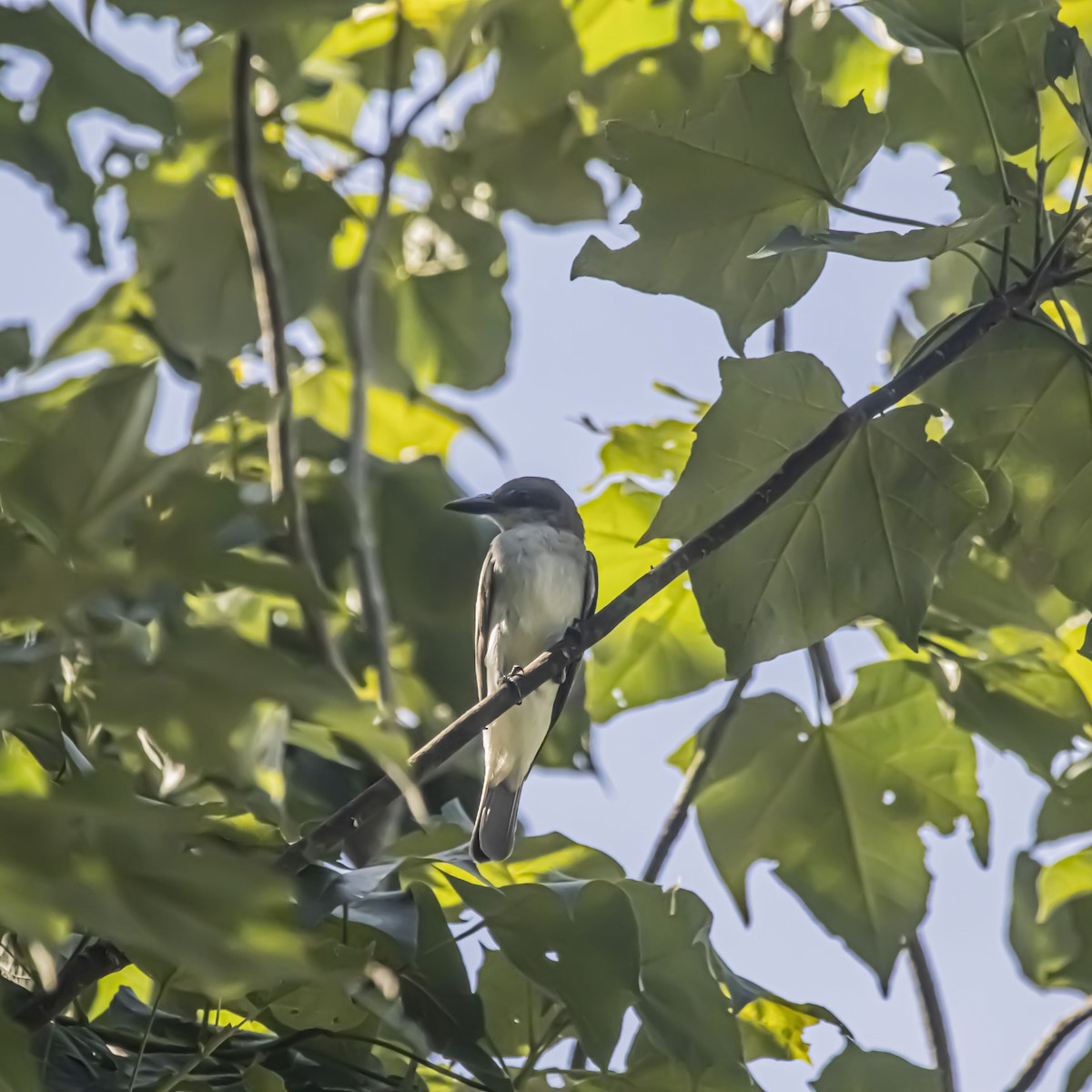 Gray Kingbird - ML638895677