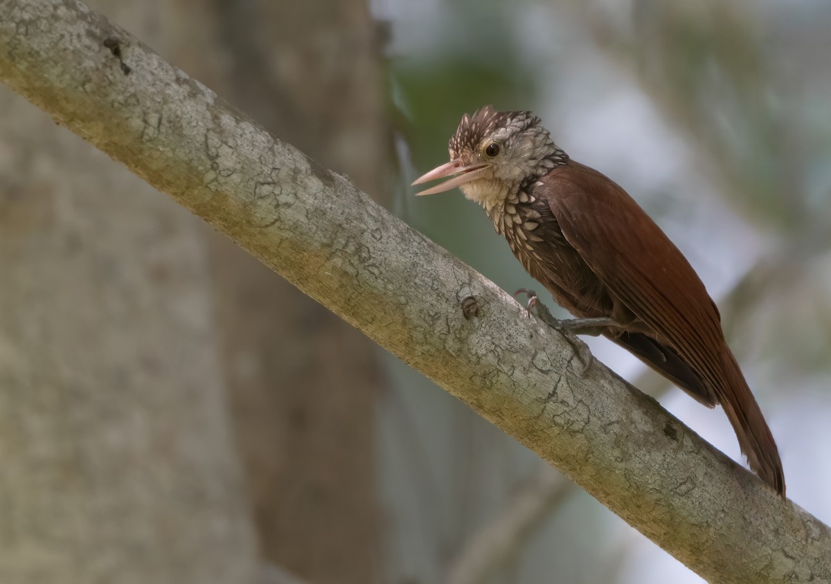 Straight-billed Woodcreeper - ML638895706
